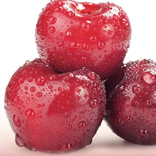 510 gr Anforetta Amarene Sciroppate Tutto frutto Sciroppo Toschi Dolci Guarnizioni Gelato fruit and syrup